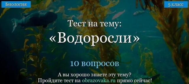 Тест водоросли 6