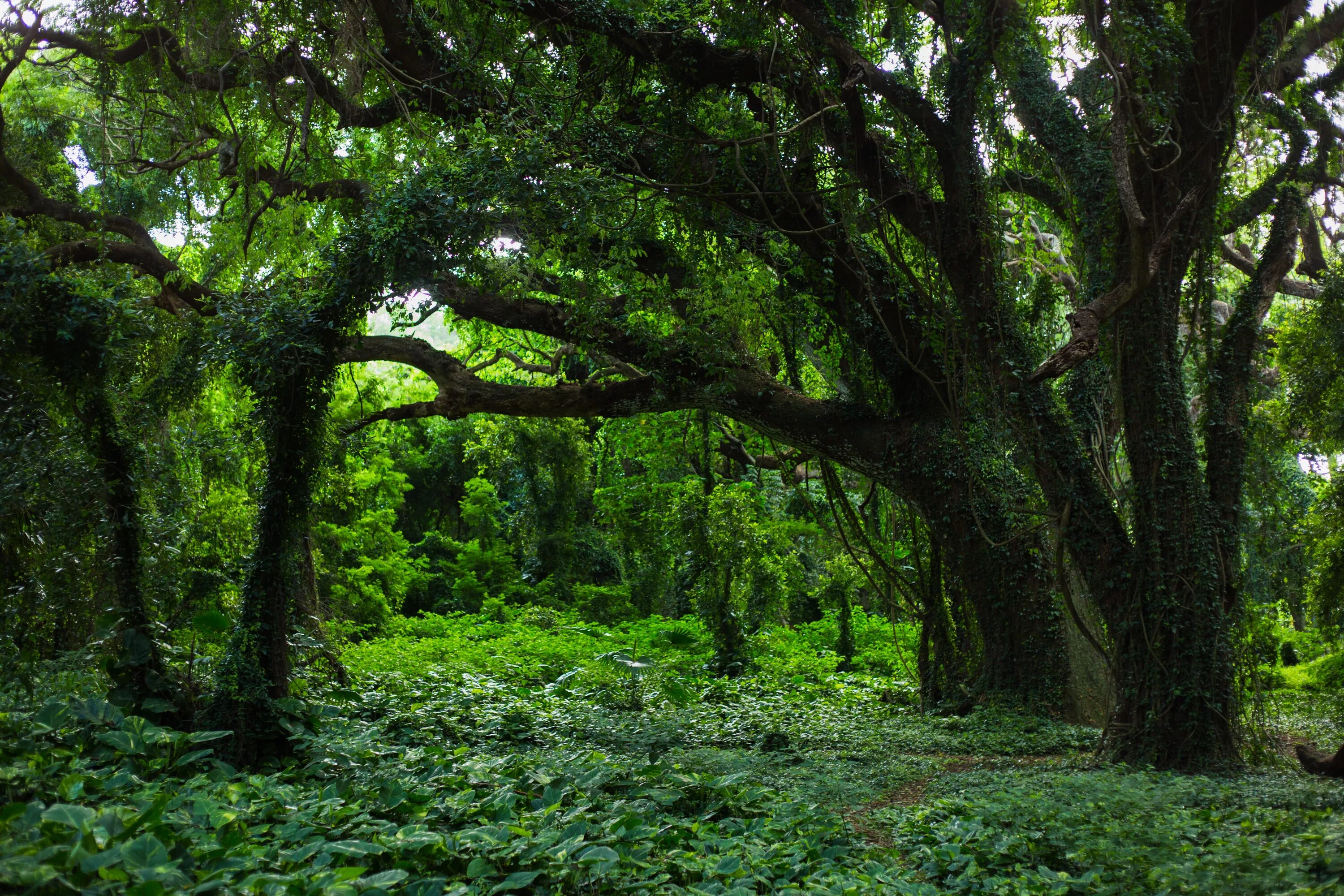 Вечнозеленые листопадные растения. Жестколистный вечнозеленый лес. Кельтские широколиственные леса Ирландии. Жестколистные леса Южной Америки.