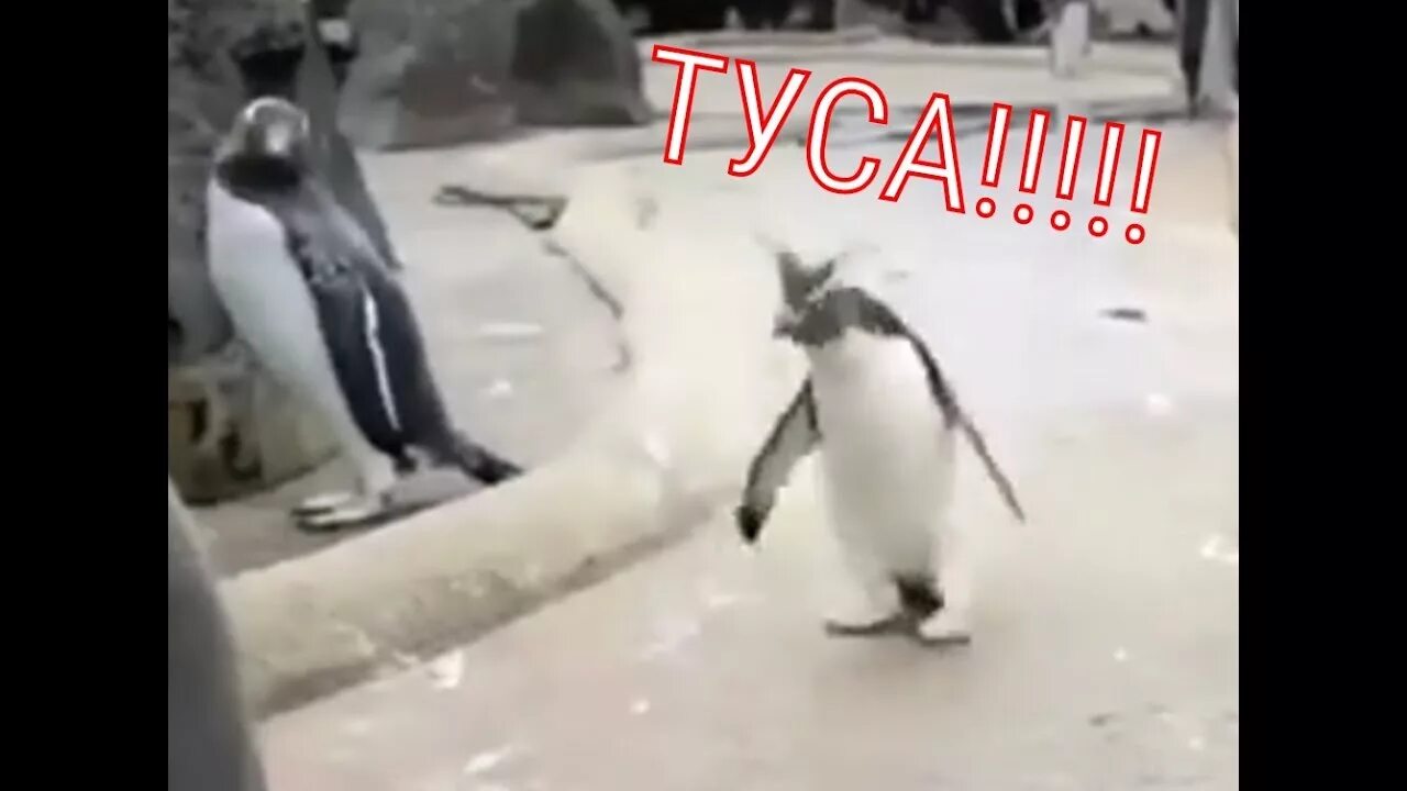 Туса пингвина