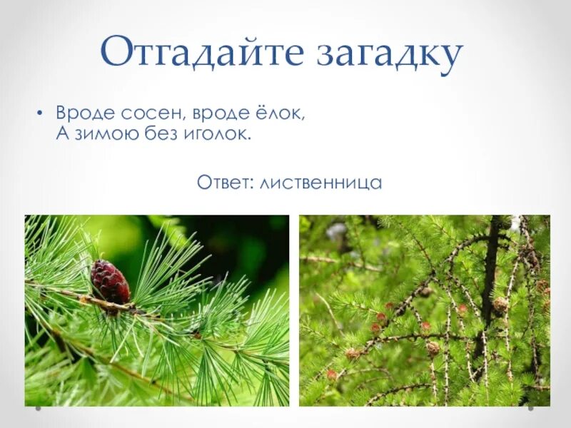 Загадка про лиственницу