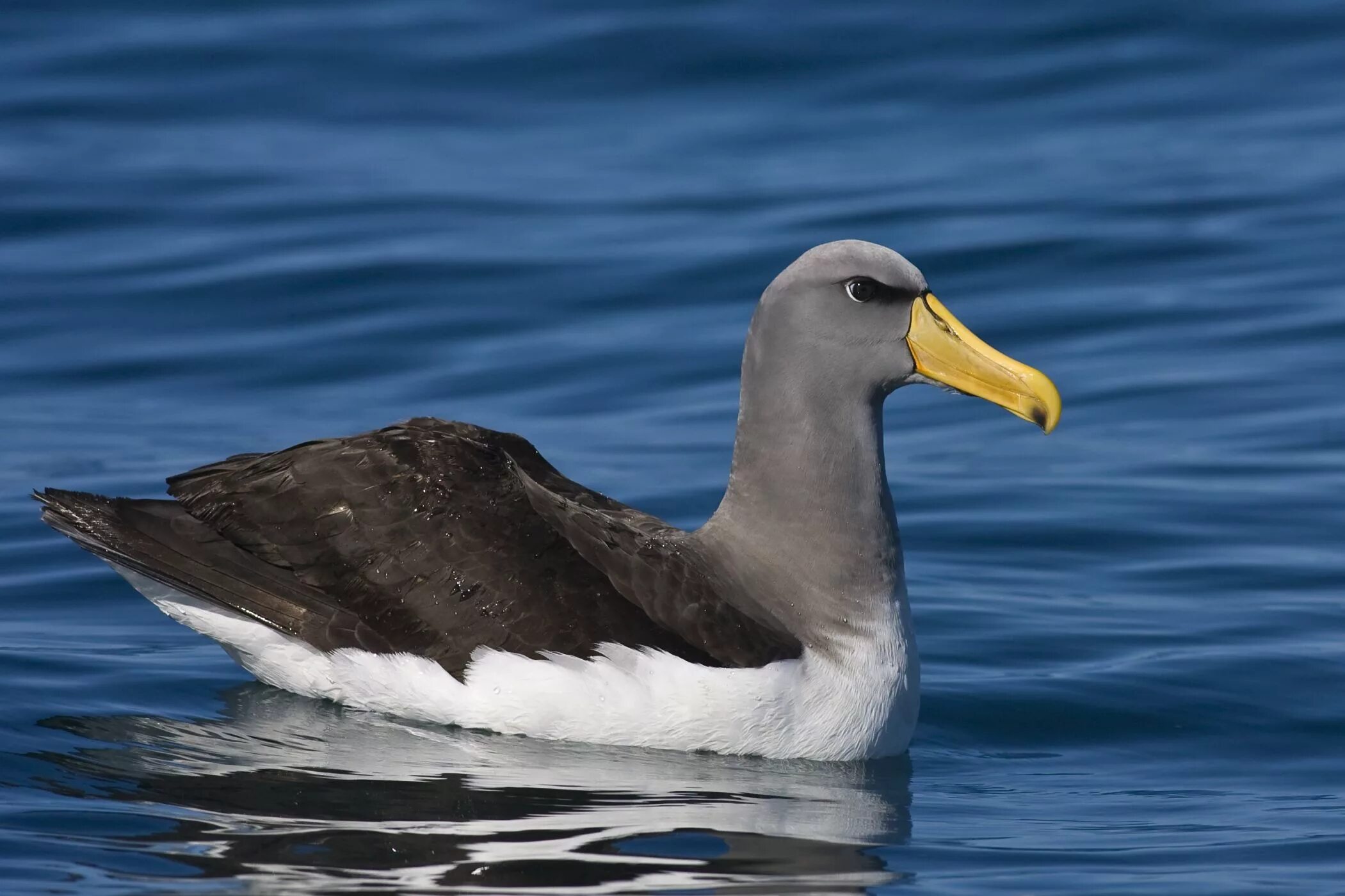 Где обитают альбатросы. Chatham Albatross. Сероголовый Альбатрос. Серый Альбатрос. Thalassarche Eremita.