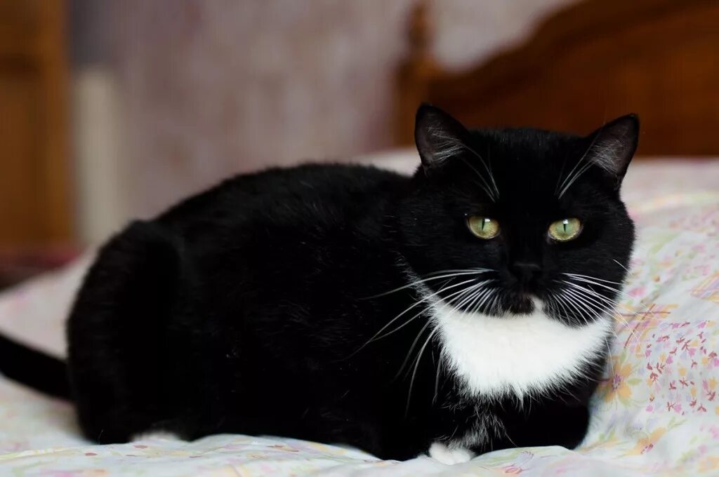 Порода черно белых кошек с фотографиями. Британский кот черный с белым. Британский кот черно белый. Чёрный кот с белой грудкой. Британец черный с белым.