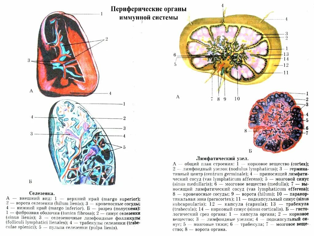 Периферические органы иммунной системы строение селезенки. Селезенка периферический орган иммунной системы. Селезёнка органы кроветворения и иммунной системы. Схема строения лимфатического узла. Селезенка периферический