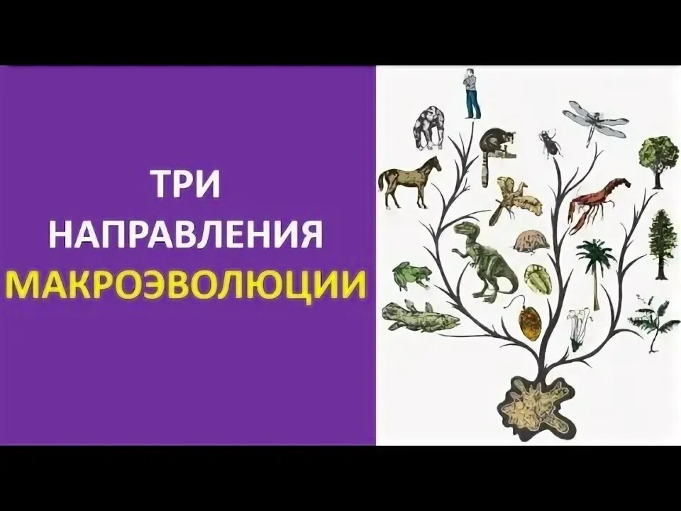Макроэволюция прогресс и регресс. Макроэволюция как процесс появления надвидовых групп организмов. направления эволюции егэ биология. конкуренция в биологии рисунок карандашом. макроэволюция картинки красивые.