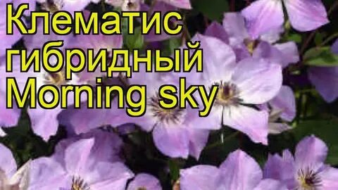 Монинг скай