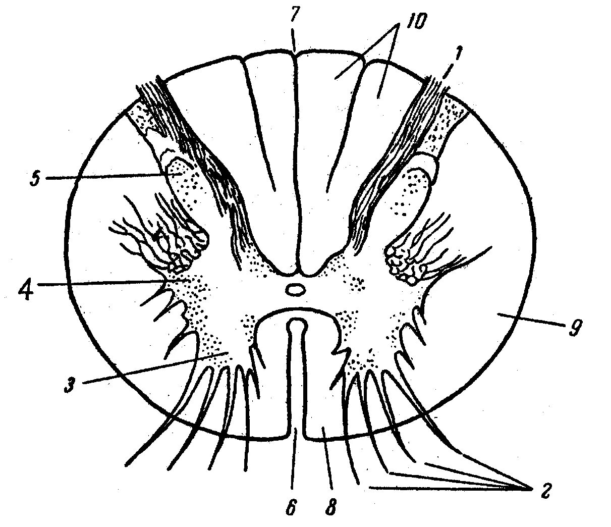 Спинной мозг обозначения. Поперечное строение спинного мозга. Срез спинного мозга анатомия. Поперечный срез спинного мозга. Поперечный срез спинного мозга анатомия.