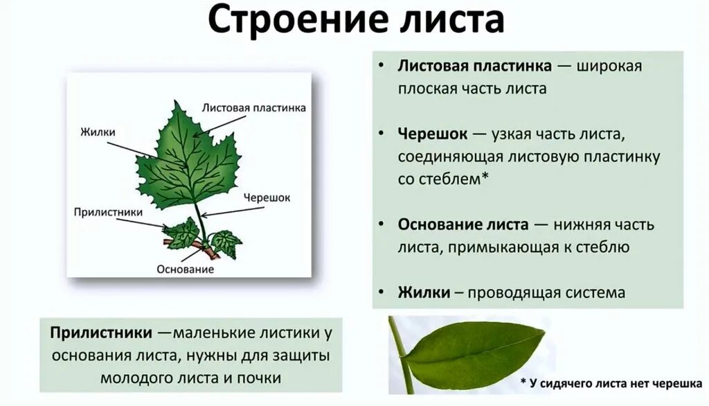 Биология 6 класс функция листьев. Строение и функции частей листа. Внешнее строение листовой пластинки. Внешнее строение черешкового листа. Функции жилок листа.