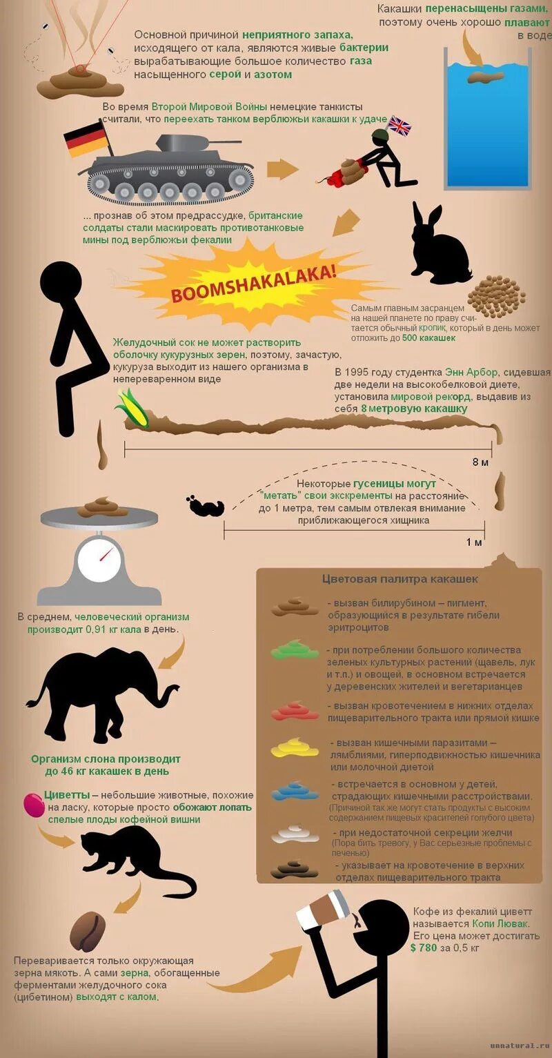 Выход какашек. Классификация какашек. Какашки инфографика.