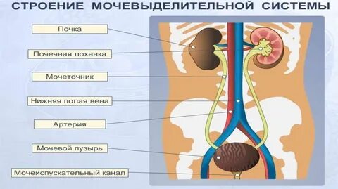 Таблица выделительная система почки