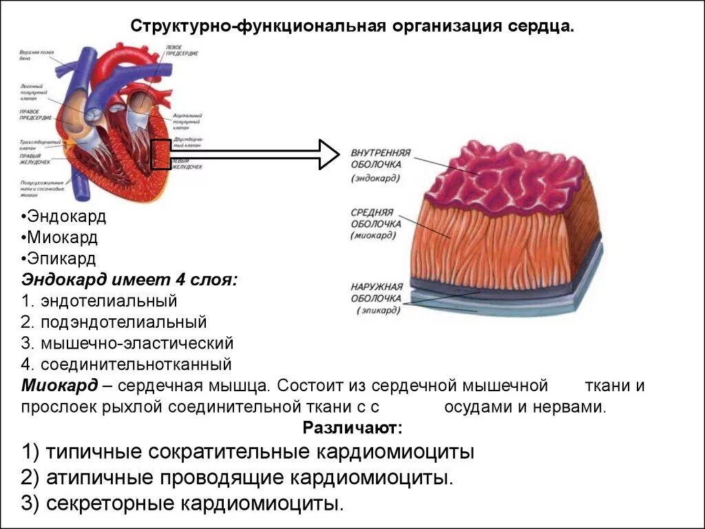 Сердечная мышца представлена тканью. Сердечная мускулатура строение. Структурная организация сердца. Строение сердечных мышц. Строение миокарда сердца анатомия.