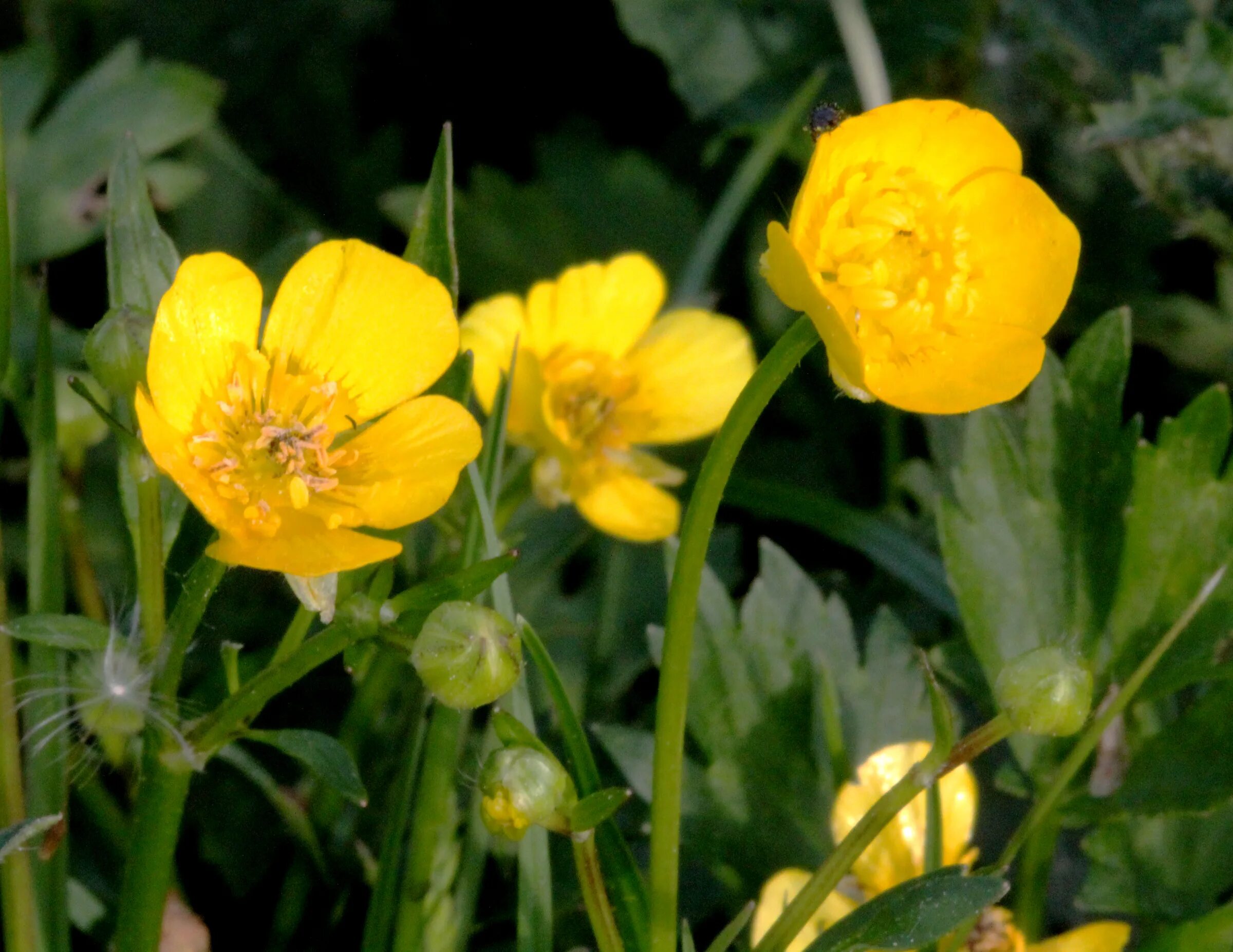 Лютик ползучий Ranunculus repens. Лютик клубненосный. Ranúnculus répens - Лютик ползучий. Лютик махровый многолетний.