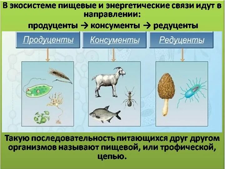 Продуцент 3 порядка является. Типы питания организмов продуценты консументы редуценты. Цепь питания продуценты консументы редуценты. Одна цепь питания продуценты консументы редуценты. Экосистема продуценты консументы редуценты таблица.