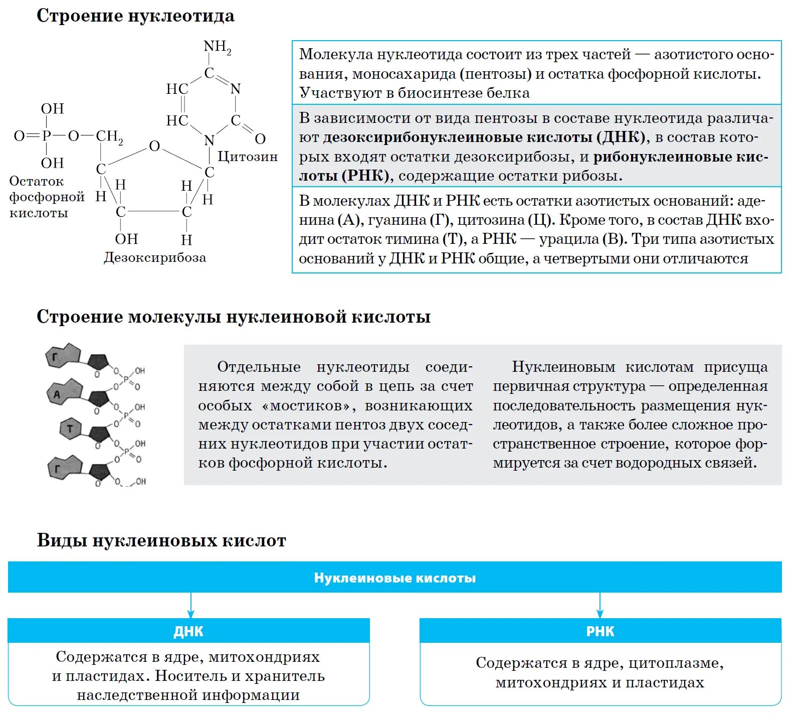 Тест днк рнк. Состав и строение нуклеиновых кислот (ДНК И РНК).. Структура нуклеиновых кислот формула. Состав и строение нуклеиновых кислот. Нуклеиновые кислоты строение и функции биология.