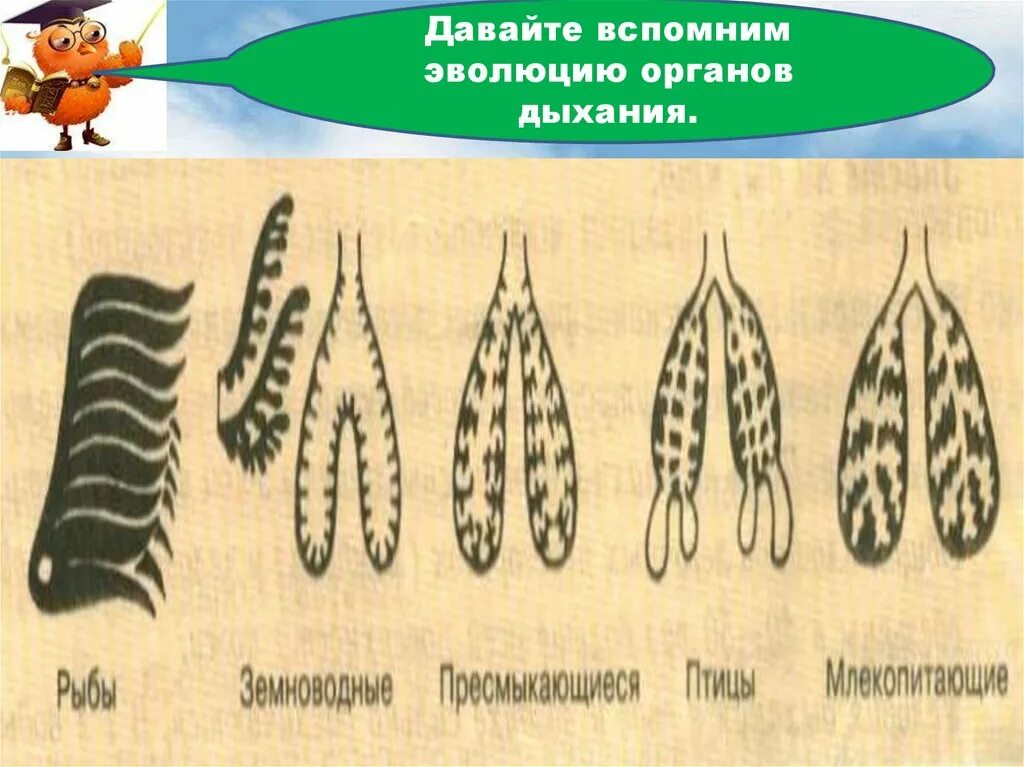 Легочное дыхание у хордовых. Схему «Эволюция органов дыхания позвоночных». Эволюция дыхательной системы животных. Эволюция строения органов дыхания животных. Эволюция дыхательной системы позвоночных.