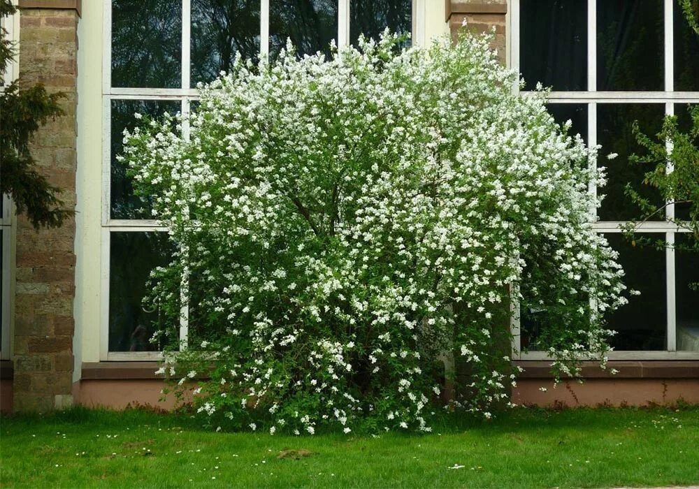 Чубушник кустарник уход. Чубушник кустарник уход. Чубушник кустарник уход. Чубушник арктика. Чубушник кустарник уход.