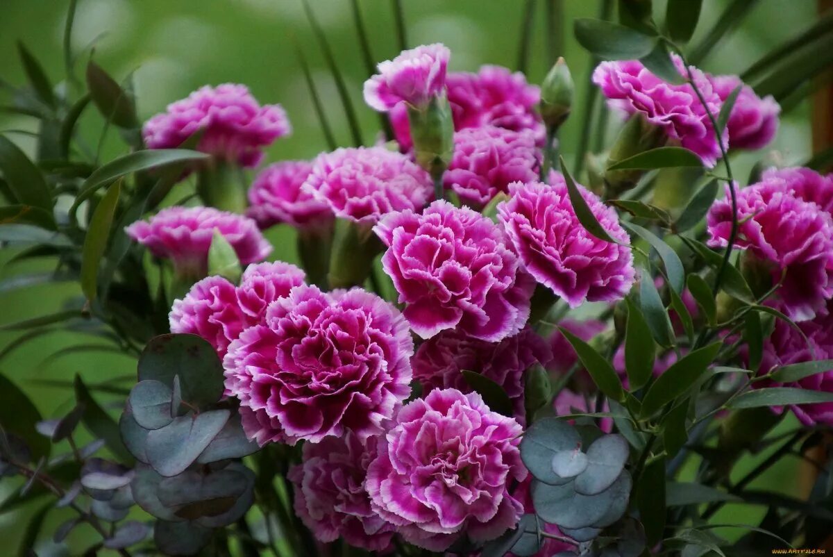 Гвоздики. Гвоздика Шабо Дионис. Гвоздика Амурская (Dianthus amurensis). Гвоздика Мария Шабо. Гвоздика Шабо Дионис (Dionysius).