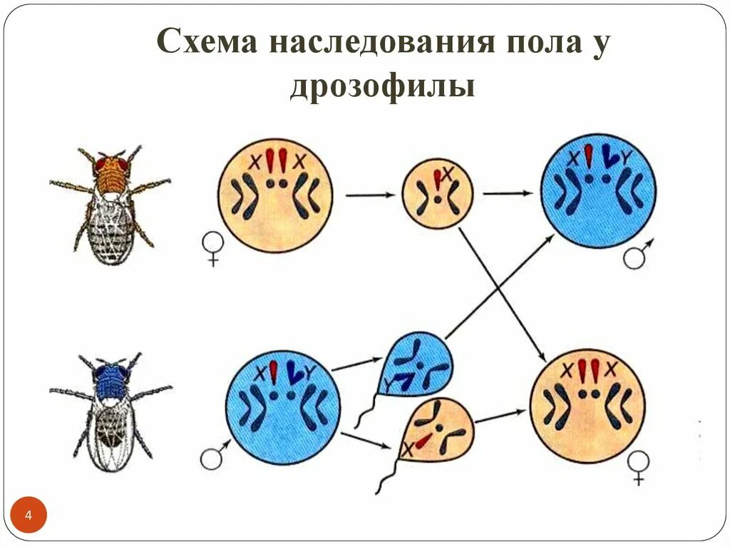 Схема расщепления по признаку пола у плодовой мушки. Схема наследования пола. Схема расщепления по признаку пола у дрозофилы. Наследование пола у дрозофил. Отличие хромосомного набора самца от набора самки