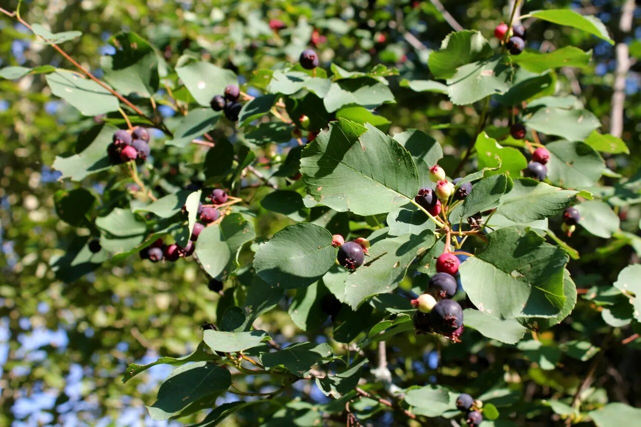 Целебная ирга. Ирга полезные свойства. Ирга полезные свойства и противопоказания. Ирга полезные свойства и противопоказания для женщин. Шамша ягода.