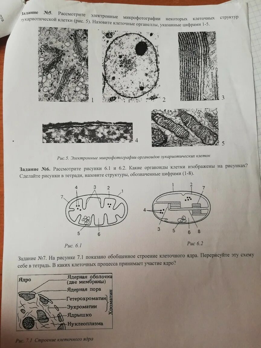 Рассмотрите изображение клетки и выполните задания. Рассмотри рисунок и выполни задание.. На рисунке изображена электронная микрофотография. Строение ядра схема микрофотографии.