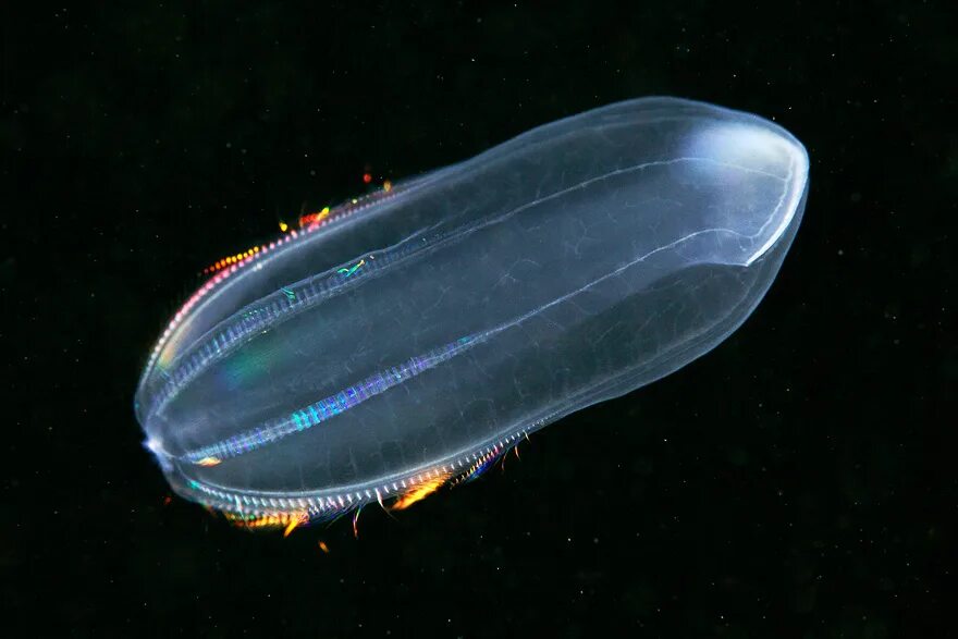 Comb jellies. Beroe Cucumis. Гребневик Берое Кукумис. Гребневика Берое (Beroe ovata). Медуза Гребневик.