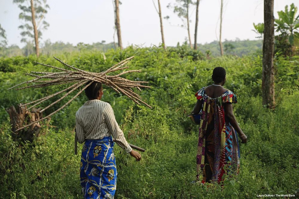 People living people dying. Reducing emissions from deforestation and Forest degradation.