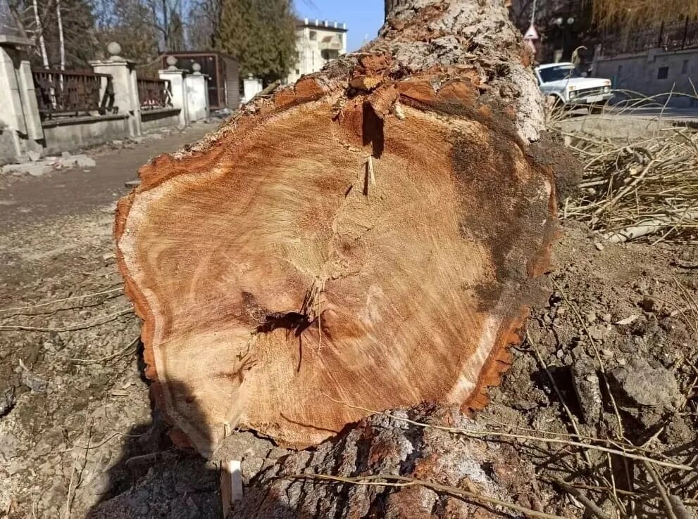 Спилили дерево с террористом. Спиленное дерево. Вырубленные деревья. Вырубка деревьев. Вырубка взрослых деревьев.