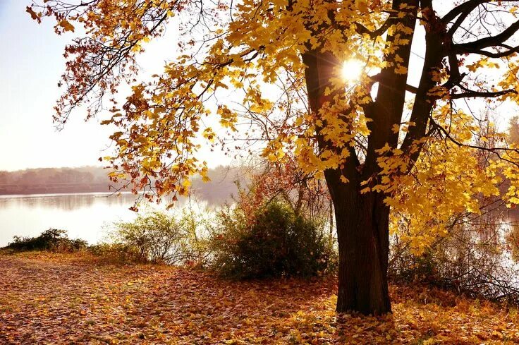 Pin by Ильин Евгений Юрьевич on Природы чудные мгновенья Autumn scenery, Autumn 