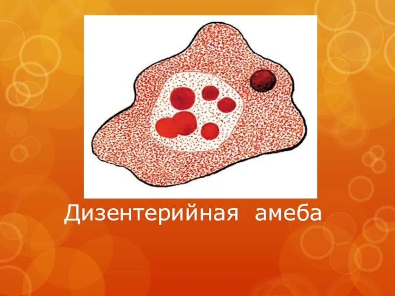 Амеба превращается в цисту. Строение амебы дизентерийной препарат. морфология дизентерийной амебы. дизентерийная амеба (entamoeba histolytica). дизентерийная амеба органоиды.