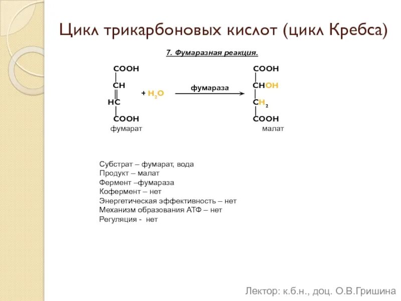 Цикл трикарбоновых кислот цикл кребса атф. 4. Сколько атф образуется в цикле кребса. Механизм реакция цикла кребса. Сколько атф образуется в цикле кребса.