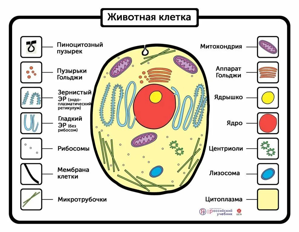 Схема клетка живая. Модель строение животной клетки биология 5 класс. Рисунок клетки животное 5 класс биология. Модель животной клетки 5 класс биология. Макет строения животной клетки.