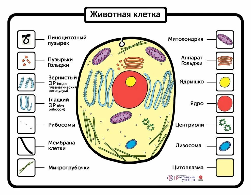 Модель строения клетки 5 класс биология. Модель животной клетки 5 класс биология. модель строение животной клетки биология 5 класс. макет строения животной клетки. строение животной клетки 5 класс.