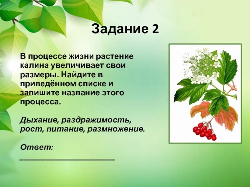 Значение роста в жизни смородины. Процессы жизни растений. Значение процессов у растений. Значение этого процесса в жизни растения. Жизнь растений задания.