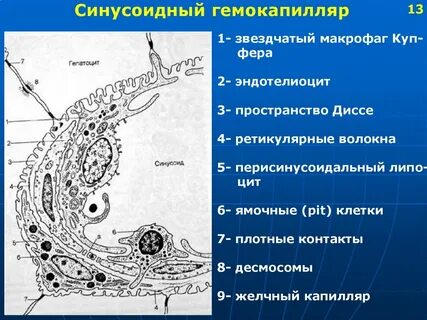 Гемокапилляры