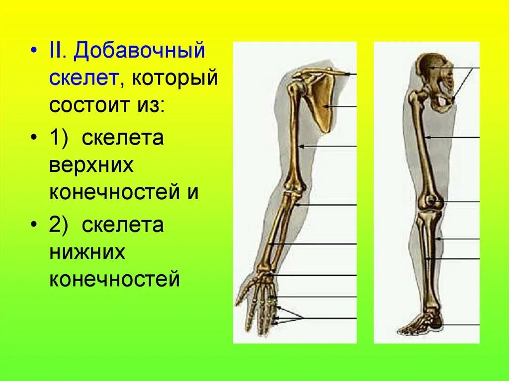 Добавочный скелет кости нижних конечностей. Строение добавочного скелета. Добавочный. Келет состои ТЗ. Добавочный скелет состоит из. К внутреннему скелету относятся