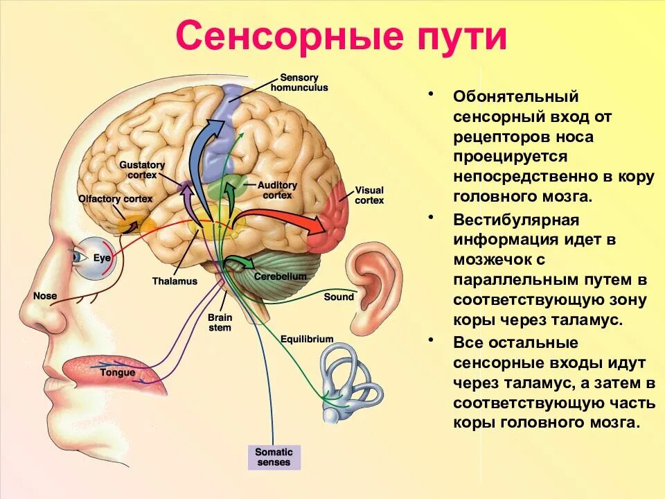 Сенсорный путь (анализатор чувствительности). Сенсорные системы (анализаторы) могза схема. Обонятельный анализатор отделы и мозг. Корковый отдел Зрительная сенсорная система человека.