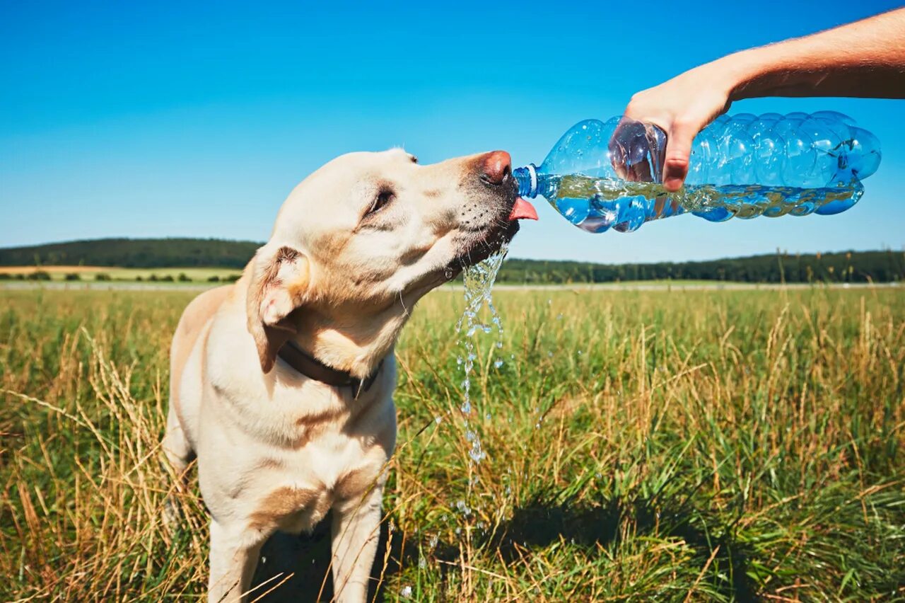 Жара можно пить. Лето жара животные. Собака спасается от жары. Собака летом жара. Домашние питомцы в жару.