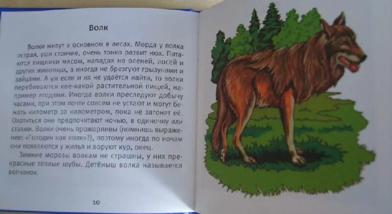 Почему волк называется волком