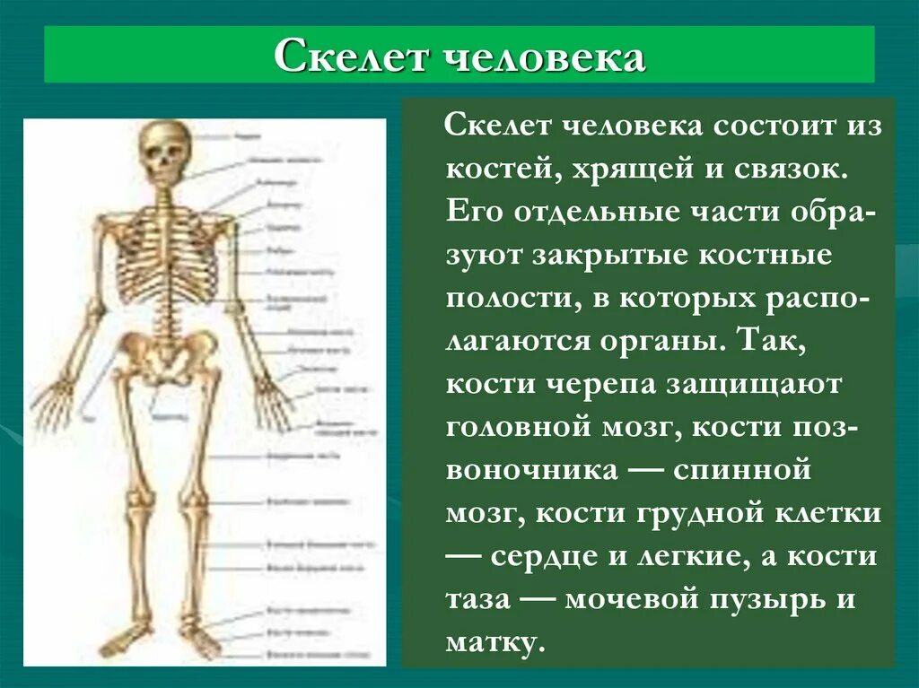 Скелет человека. Скелет человека с названием костей. Скелет человека рисунок. Скелет человека с названием костей с двух сторон.
