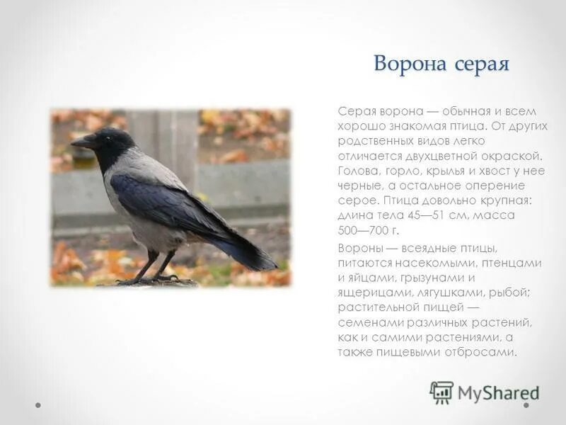 Включи серая птичка на китайском. Описание о вороне. Ворон описание. Серая ворона описание птицы. Описание серой вороны.