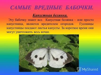 Сколько живут бабочки капустницы