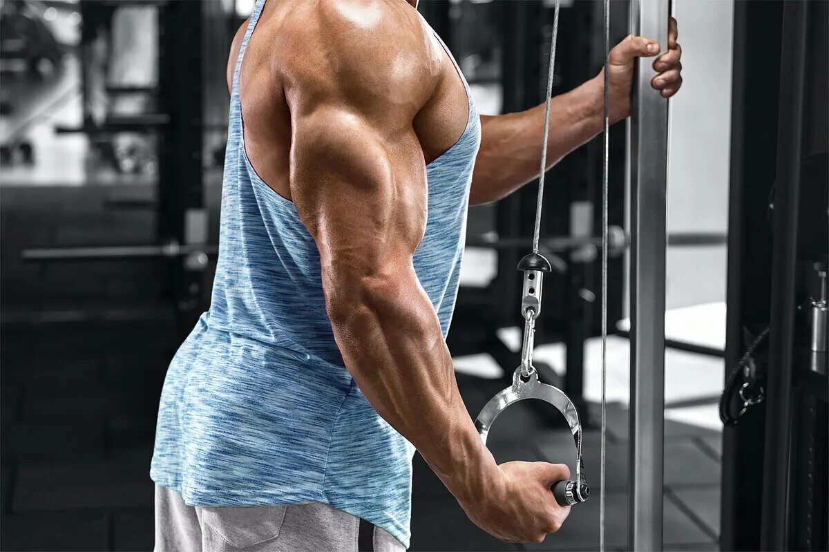 Мускулистая рука. Бицепс. Бицепса 4. Бицепса 4. Внешний бицепс.