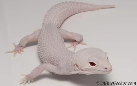 The Diablo Blanco a visually stunning morph displays stark white