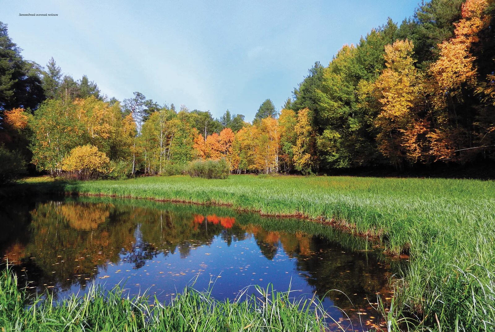 заповедники югры. заповедник малая сосьва в хмао-югре. заповедник юганский в хмао-югре. заповедники ханты мансийского округа. юганский заповедник флора.
