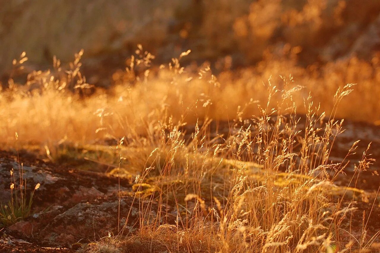Сухая трава. Осенняя трава. Сухая осенняя трава. Осень желтые травы. Осень какая трава