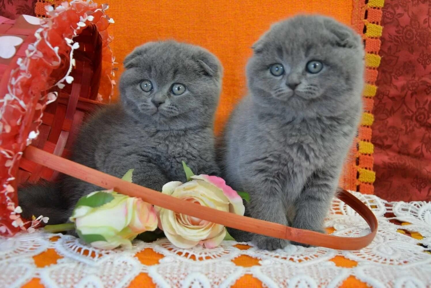 Шотландский котенок 2 месяца. Котенок британец уход и кормление. Шотландская вислоухая кошка. Корм для котенка вислоухого шотландского 1. Купание шотландской кошки.