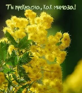 Мимоза афоризмы