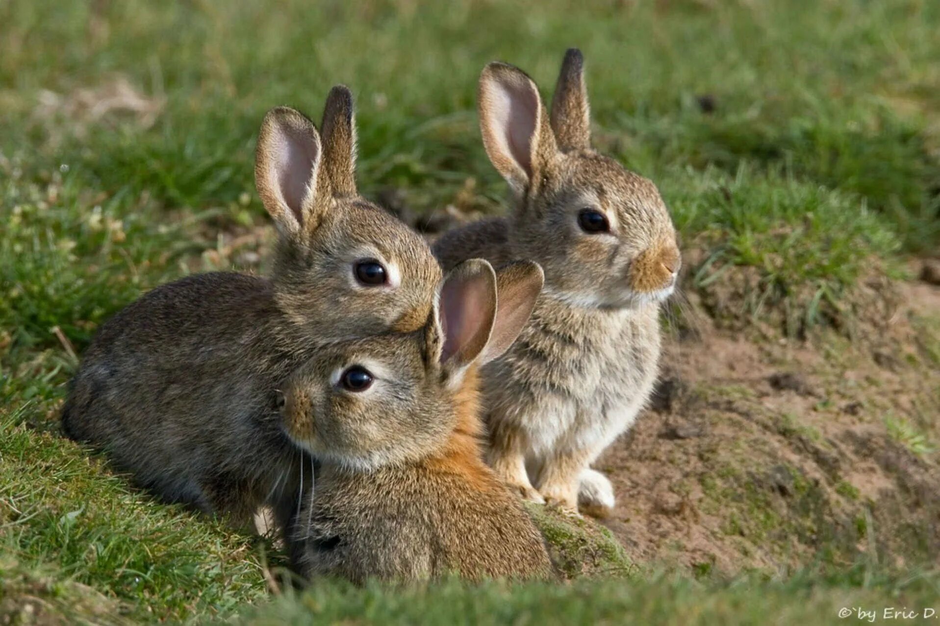 Много зайки. Заяц Русак с зайчатами. Заяц Русак с потомством. Зайчиха с зайчонком. Дикий кролик.