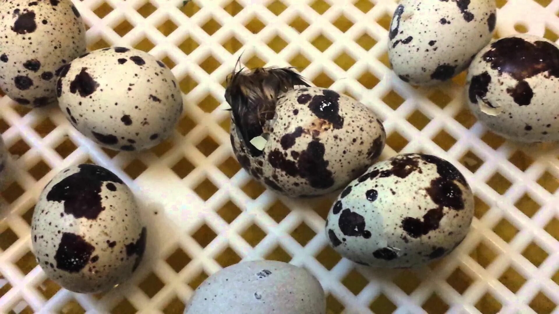 Hatching eggs. Вылупление перепелиных яиц. Перепелиные яйца на Пасху. Яйцо перепелиное. Яйца перепелов.