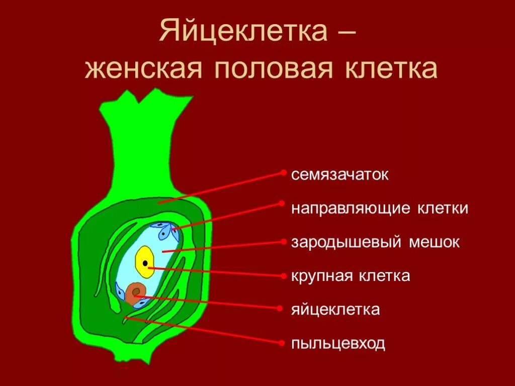 Презентация 6 класс клетка. Яйцеклетка растений. строение яйцеклетки цветковых растений. яйцеклетка у цветковых растений. оплодотворение у цветковых растений.