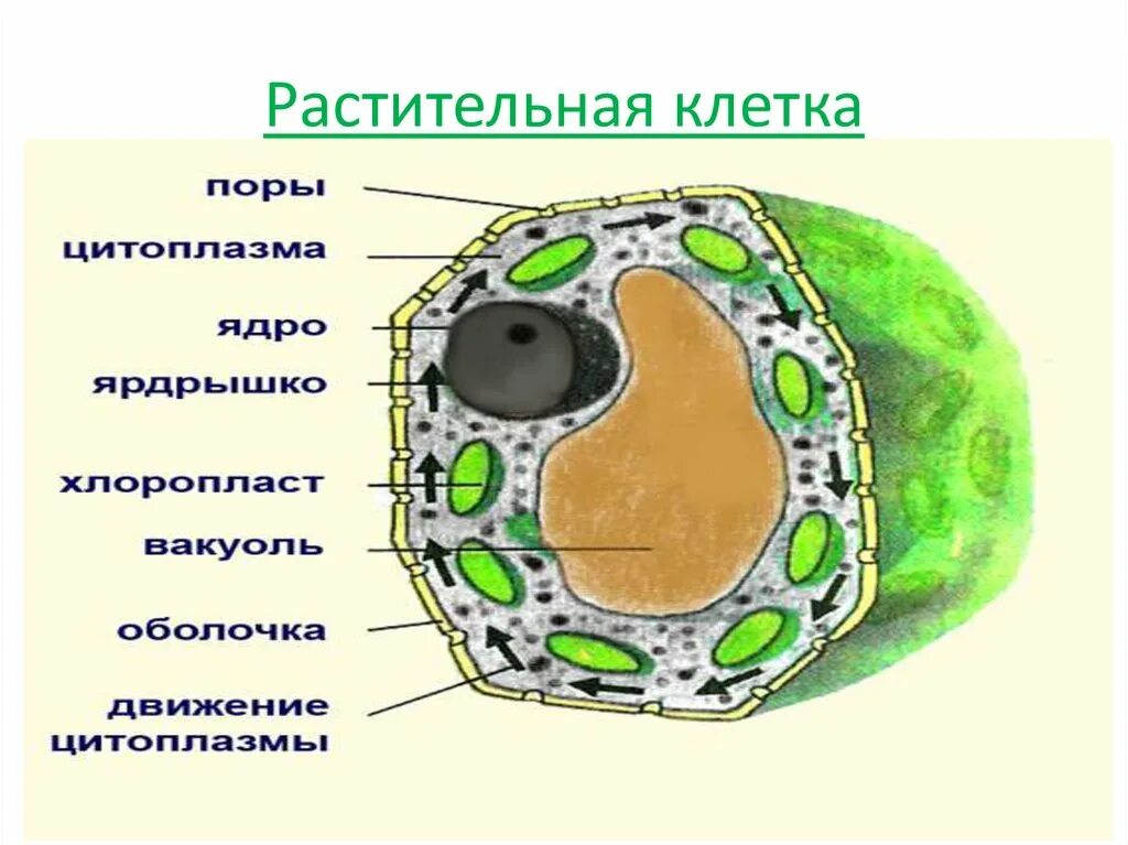 Какие части растительной клетки. Схема строения растительной клетки 5 класс биология. Строение ядра растительной клетки 5 класс биология. Схема строения растительной клетки клетки. Строение растительной клетки 5 класс биология картинки.